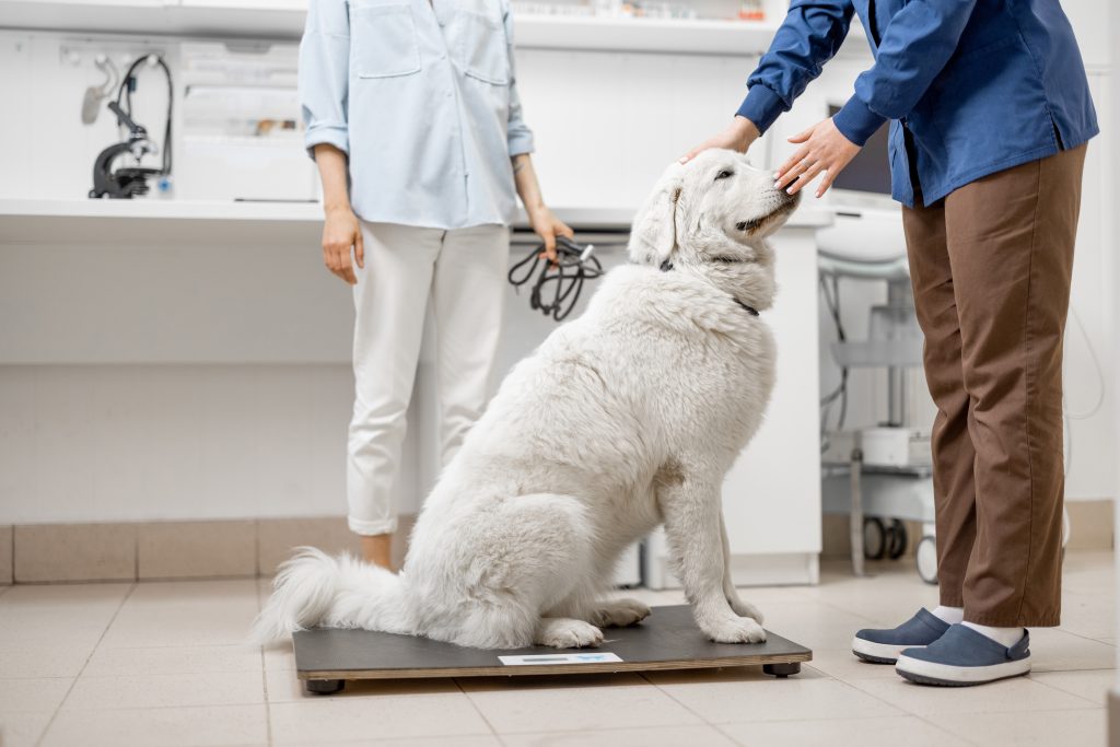 chien blanc en surpoids sur une balance chez le vétérinaire