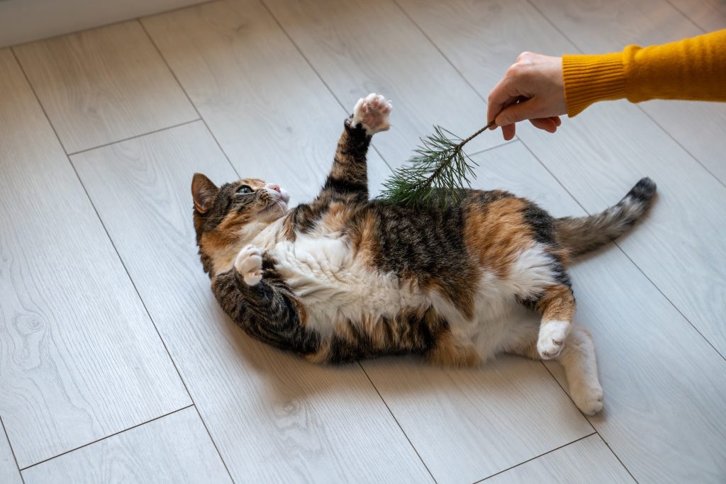Chat tricolore en surpoids allongé sur le sol jouant avec son propriétaire avec une brindille 