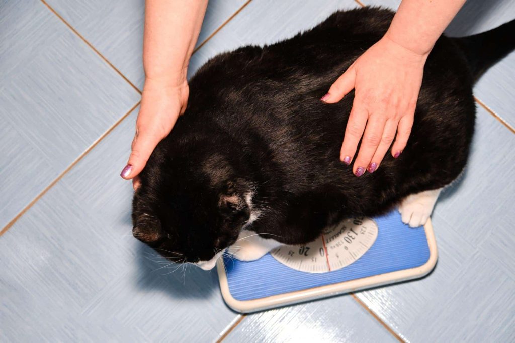 chat noir en surpoids avec les pattes blanches sur une balance 