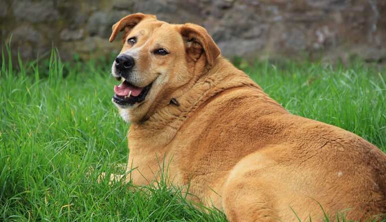 chien marron beige en surpoids allongé dans l'herbe 